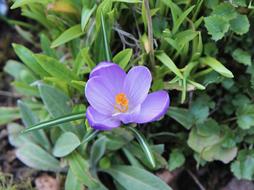 Crocus Flowering
