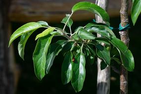 Branch Apple Tree