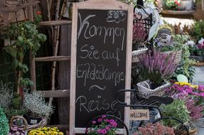 Flower Florist Plant