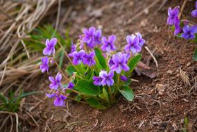 Flowers Nature Plants
