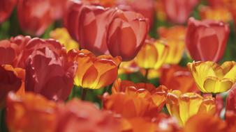 Tulips Flowers Nature