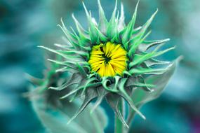 Flowers Plant Kind Of wood