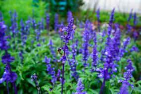 Lavender Natural United In Purple