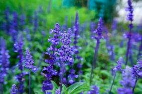 Lavender Natural United In Purple