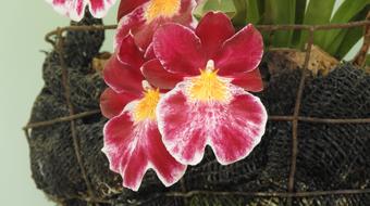 gorgeous flower big
