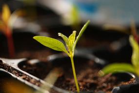 Plant Grow Seedlings