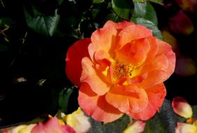 Blossom Bloom Rose Close