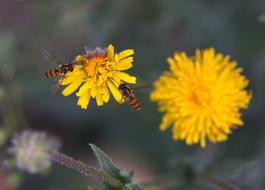 Dandelion Yellow Bee