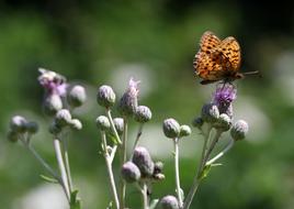 Butterfly Brown Wings