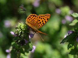 Butterfly Brown Wings