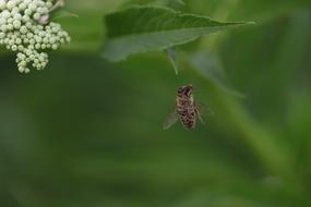 Bee Insecta Flight
