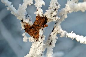 Nature Frost Sheet