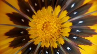 Flower Nature Bright