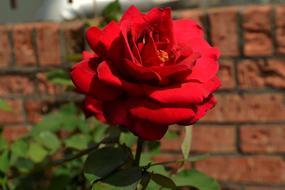 home rose plant