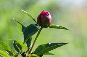 Paeonia Peony Blossom