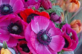 Flower Floral Summer