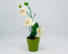 Growth Flower Vase