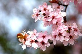 Branch Nature Season