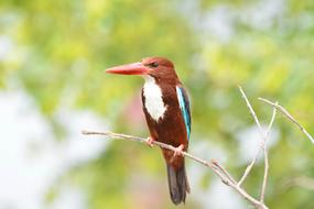Nature Wildlife Bird