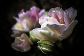 Tulips Flower Flowers