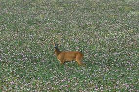 Venison Roebuck Lawn