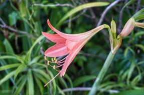Striped Barbados Lily Pink