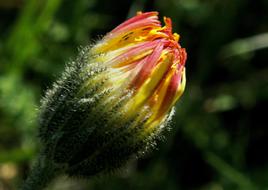 Nature Flower Plant At The Court