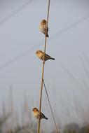 Gymnoris serrated on a branch