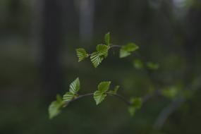 Birch Leaves Spring