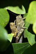 Nature Invertebrate Insect Wild