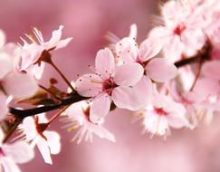 Spring Blossom Pink