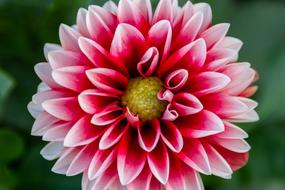 home useful flower