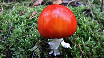 Nature Autumn Foliage