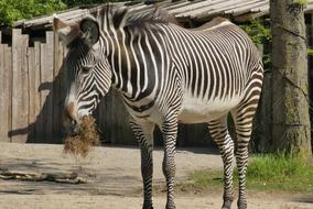 cute zebra eating hay