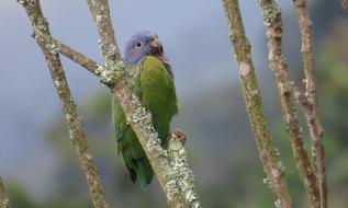 Birds Nature Wild Life