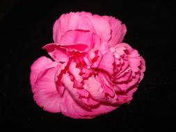 Flower Petal Nature