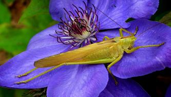 Grasshopper on blue flower