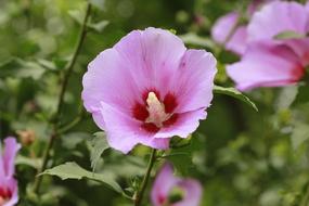 Flowers Plants Nature