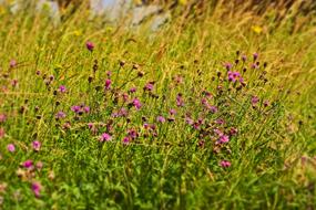 Field Flowers Nature