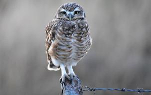 Wild Life Nature Birds