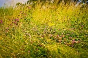 Field Flowers Nature