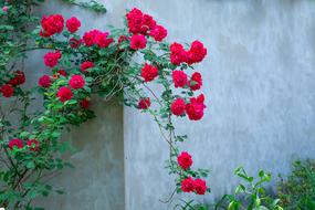 Flowers Plants Nature