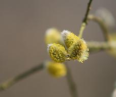 Plant Flower Nature