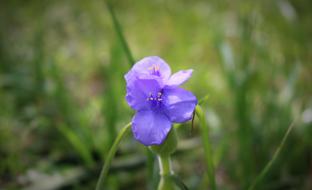 Nature Flora Flower