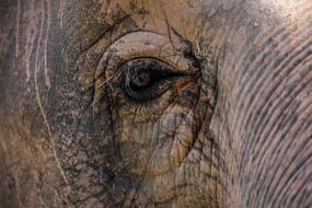 Elephant Close Up Eye Asian