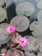Flower Nature