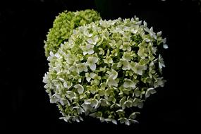 Flower Hydrangea Nature A