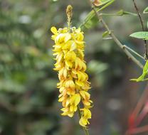Flower Flora Nature
