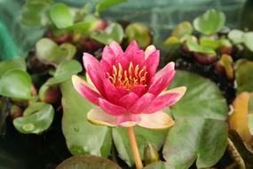 red lily in the water