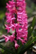 Hyacinth Pink Flower